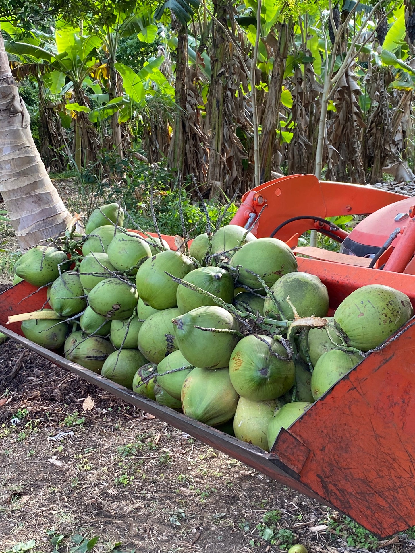 Coconut Water