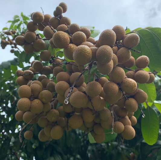 Longan (Pre-Order)