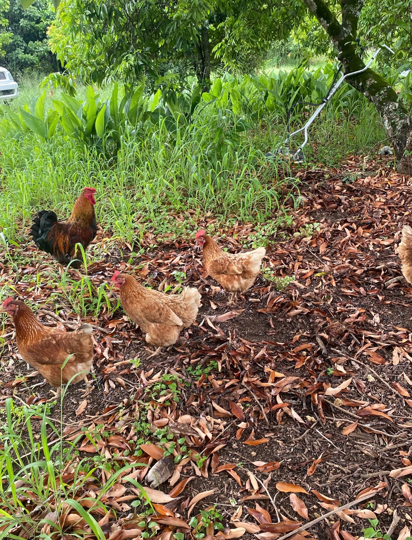 30min Farm Tour (Price per Person)