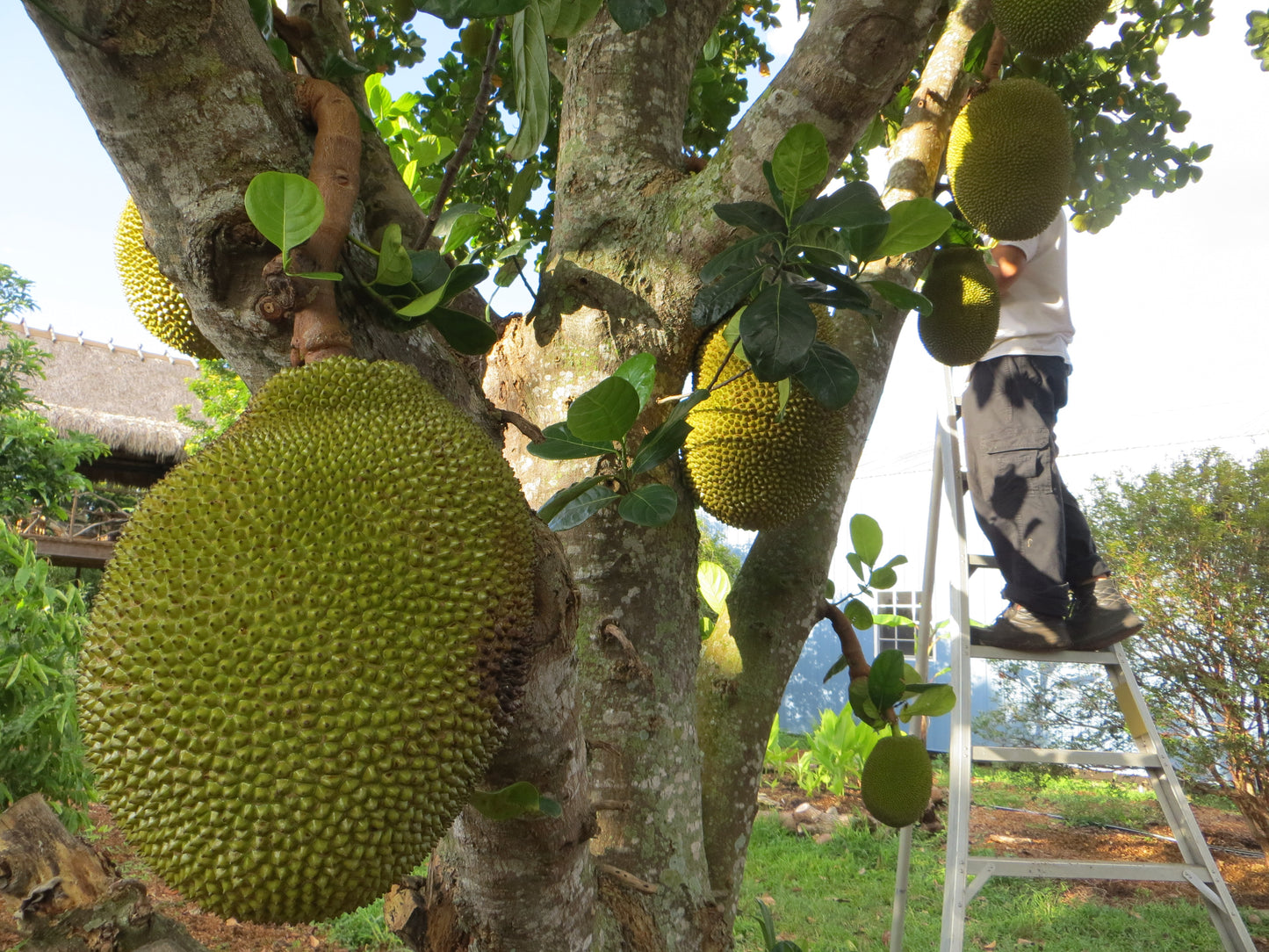 30min Farm Tour (Price per Person)