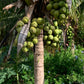 10 Coconuts