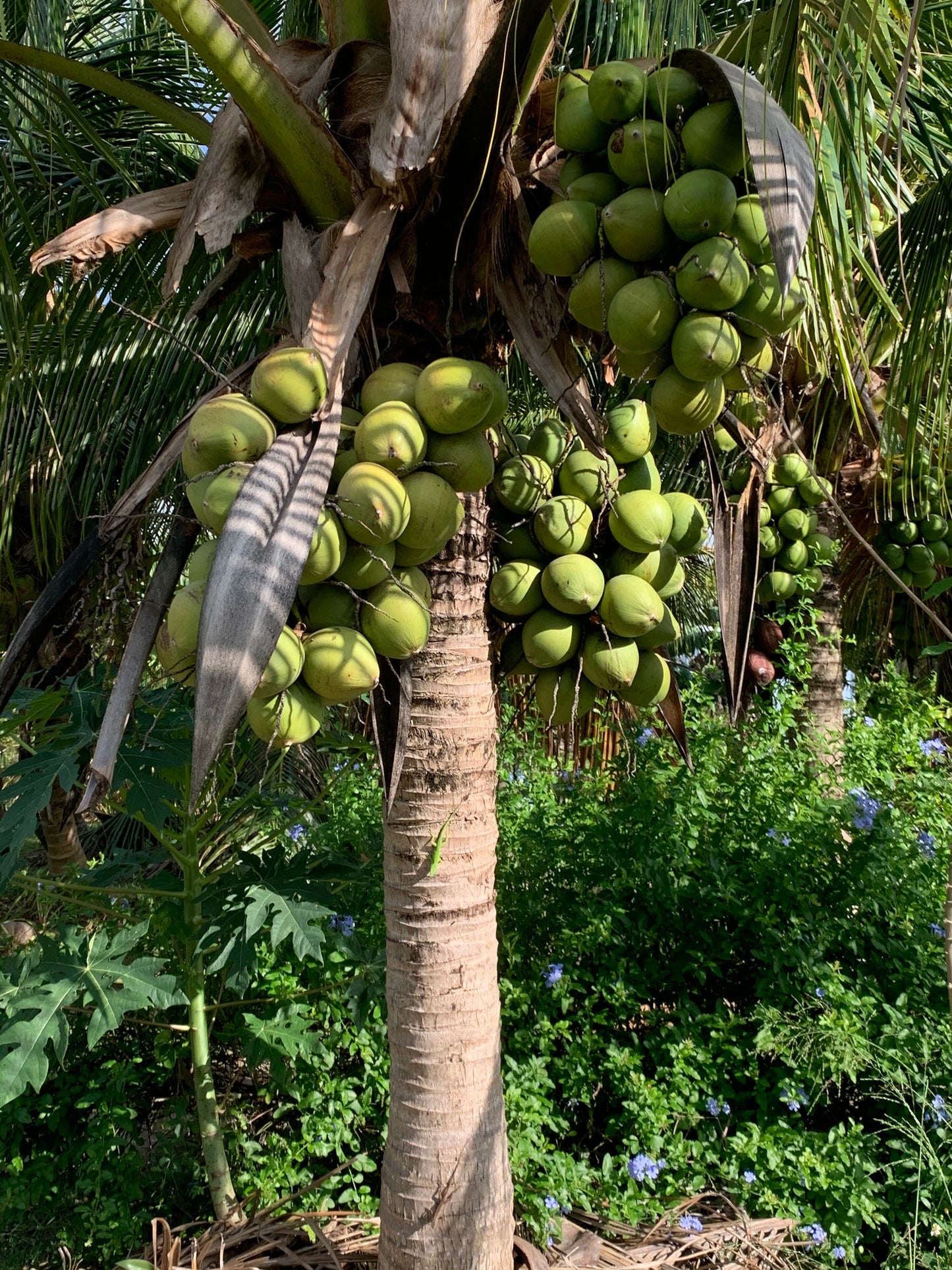 10 Coconuts
